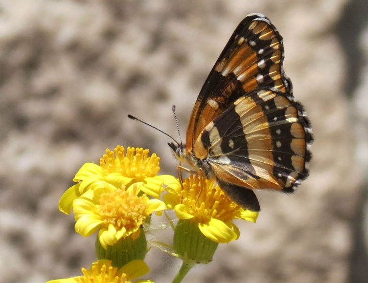 California Checkerspot
